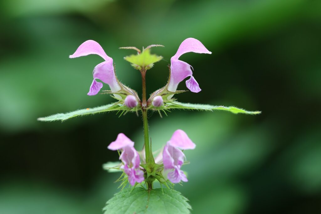 Blooming blind nettle