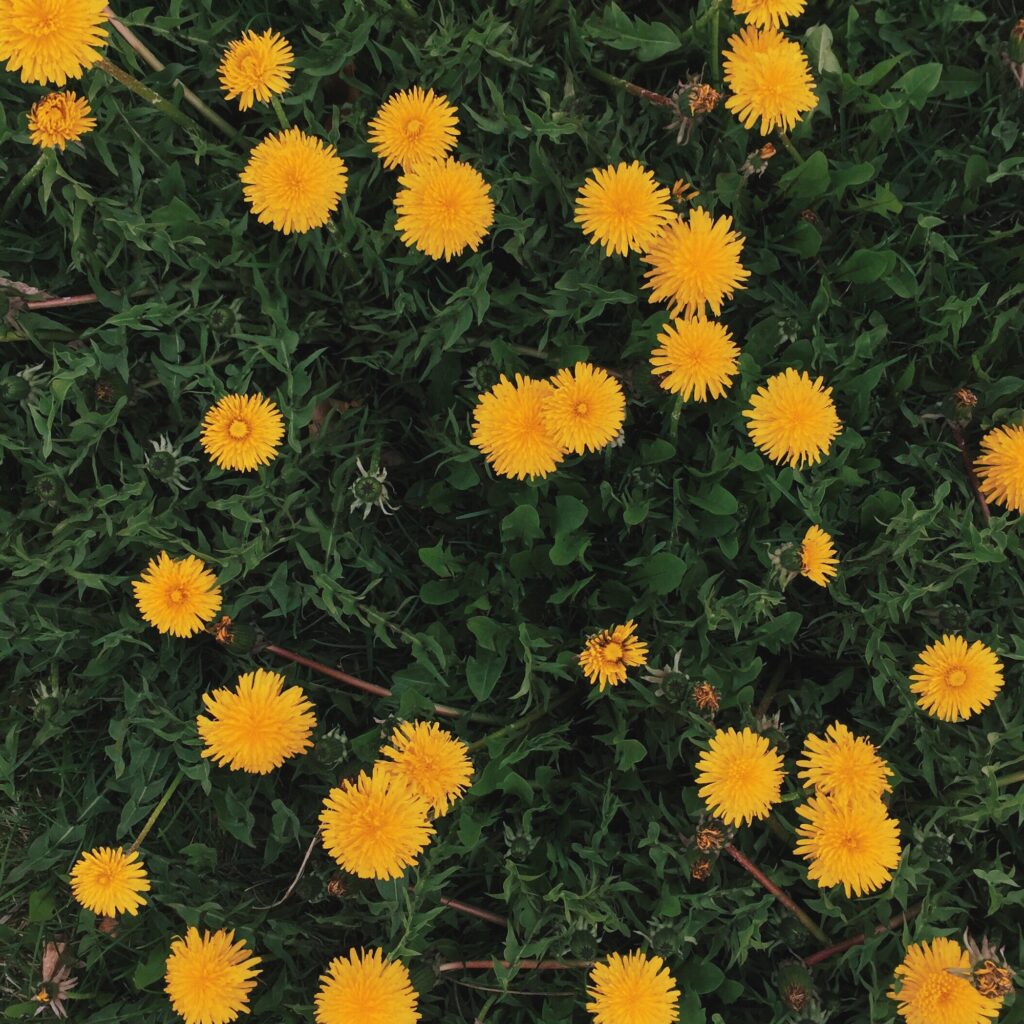 Dandelions